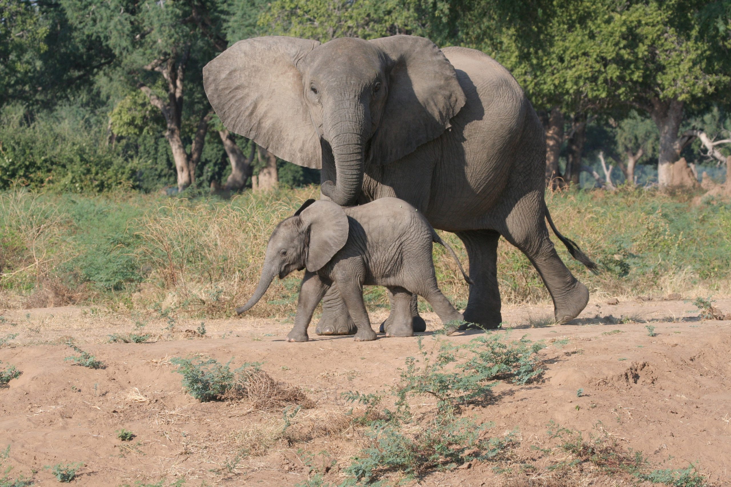 Discover Zimbabwe and her Elephants as well as baby elephants.