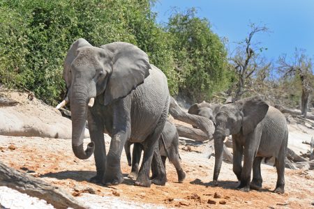 Botswana: Chobe National Park Elephants on a riverbank