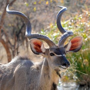 A wide variety of wildlife thrive in Botswana's wild places where animals outnumber humans, like the Greater Kudu seen here munching on some vegetation in the green season.