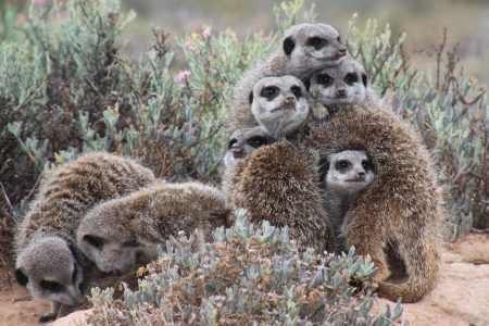 A group of meerkats huddled together.