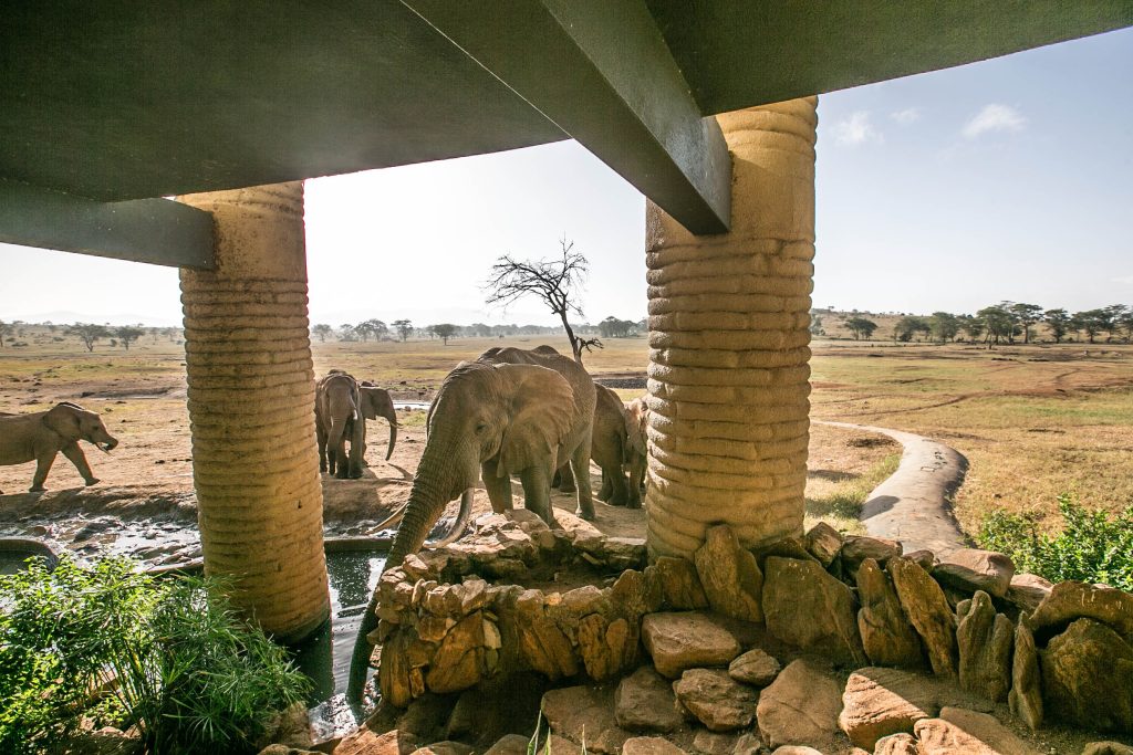 Elephants help themselves to a drink in pools below the stilted accommodations at Salt Lick Safari Lodge in Kenya.