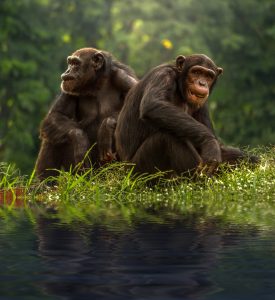 Bonobo in the rianforest are often mistaken for Chimpanzee.