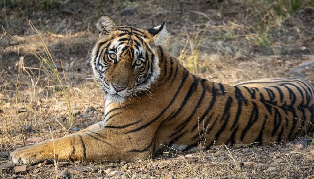 A large tiger lies down on the grasslands of a game reserve, looking straight at the camera