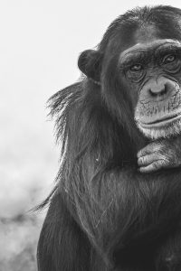 Chimpanzee in greyscale