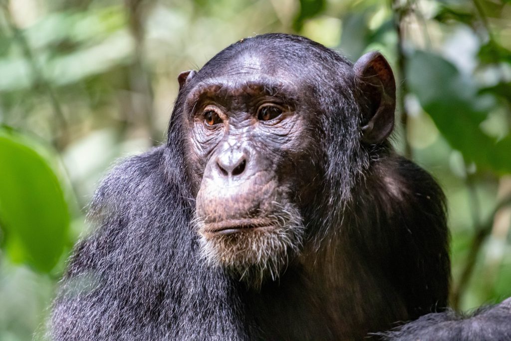 Photo of a Chimpanzee in the forst