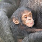 A baby chimpanzee in the arms of its mother