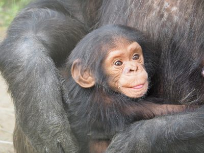 A baby chimpanzee in the arms of its mother