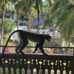 a monkey clambers across a railing at a beach resort