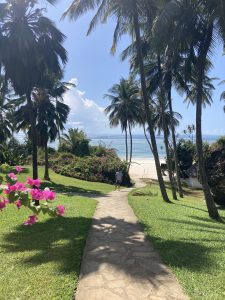 a path leads through palm trees down to the beach. 