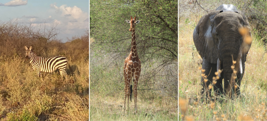 three separate images - one of a zebra, one of a giraffe and one of an elephant, all in seen among foliage in a national park in Kenya