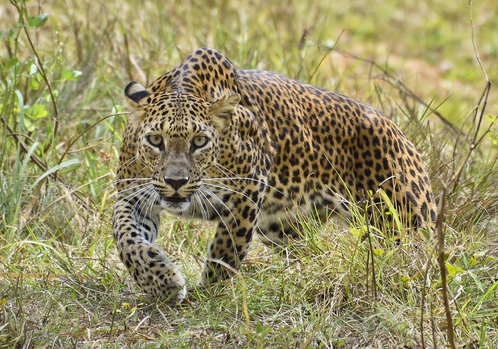 Leopard from Yala National Park