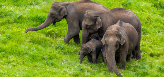 Elephants in Kerala