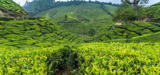 Kerala Hill Station