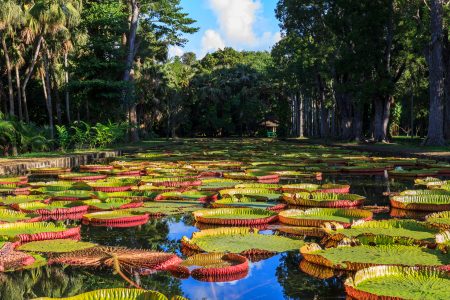 Sir Seewoosagur Ramgoolam Botanical Gardens