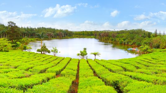 Bois Cheri Tea Plantation