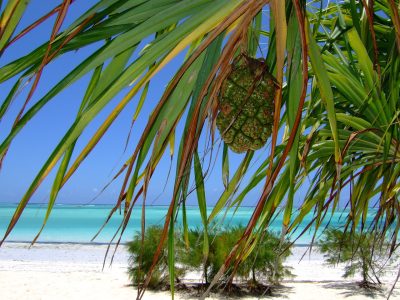 exotic fruit hanging off a tree on the beach with the sea shore in the background