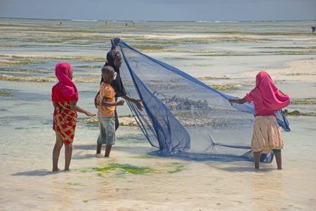 Local Zanzibar women and children harvesting algae on the beach