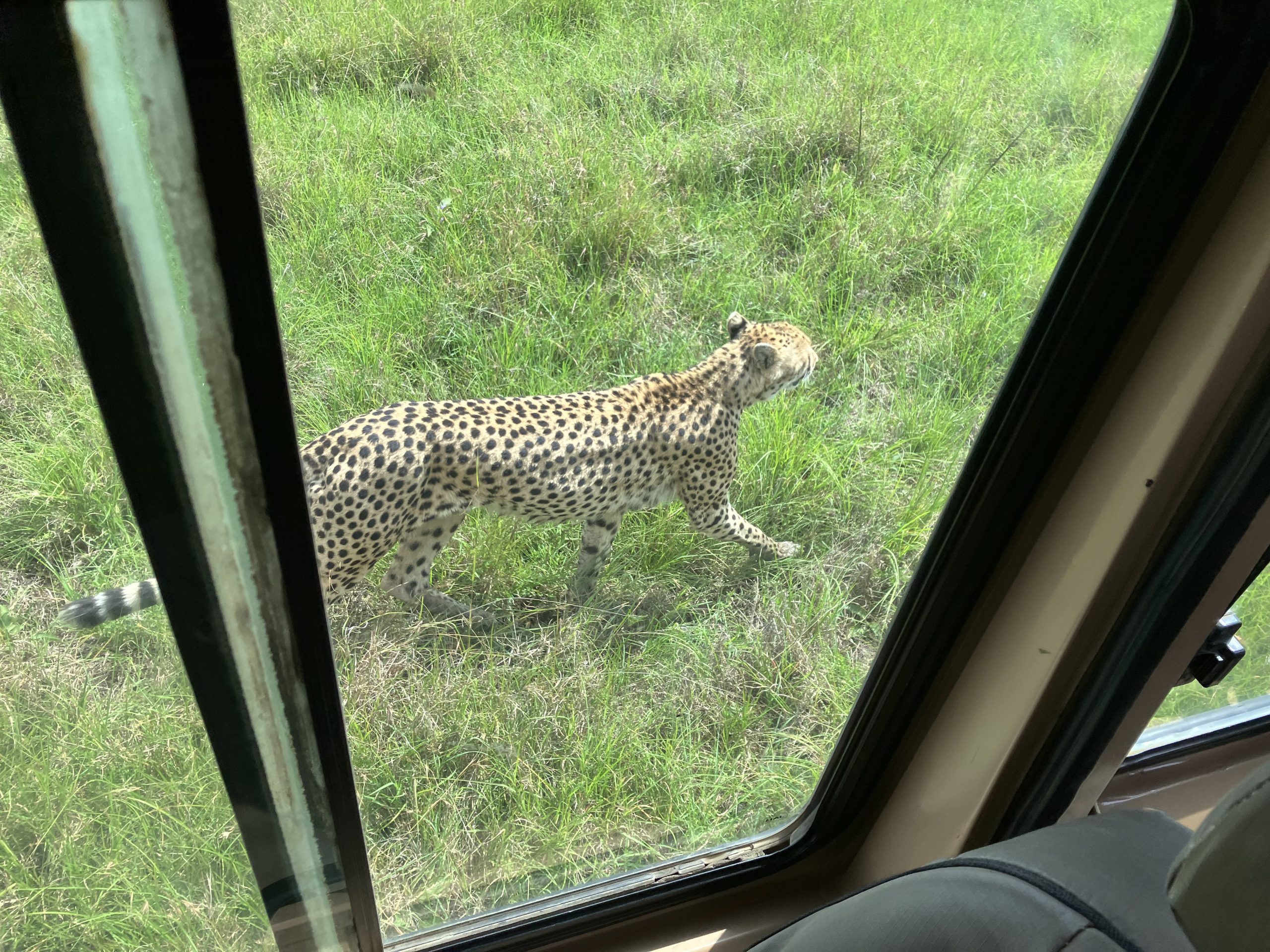 Cheetah strolling past the window