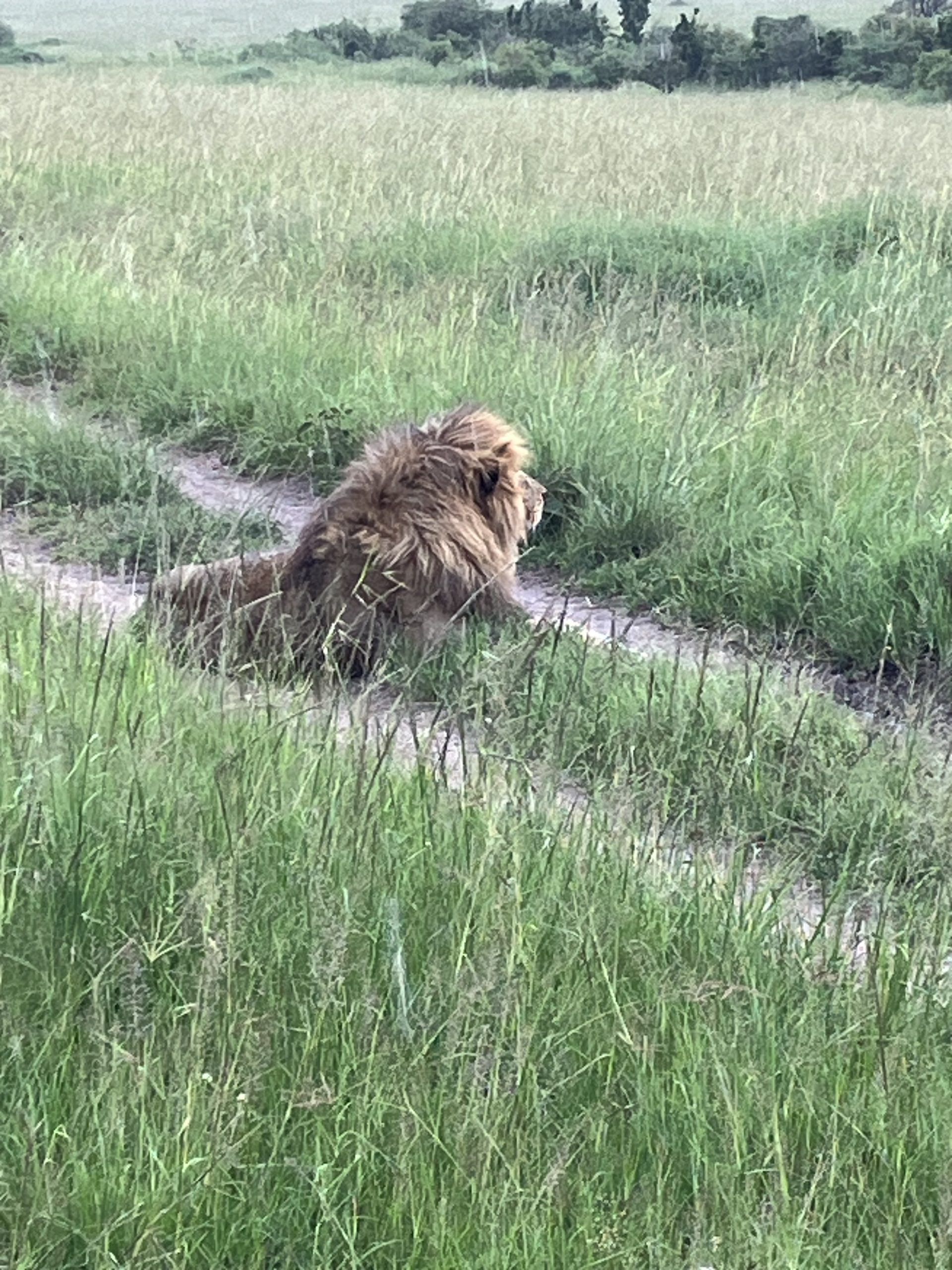 Lion spotted on safari