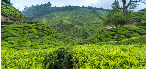 Sri Lanka Tea plantations