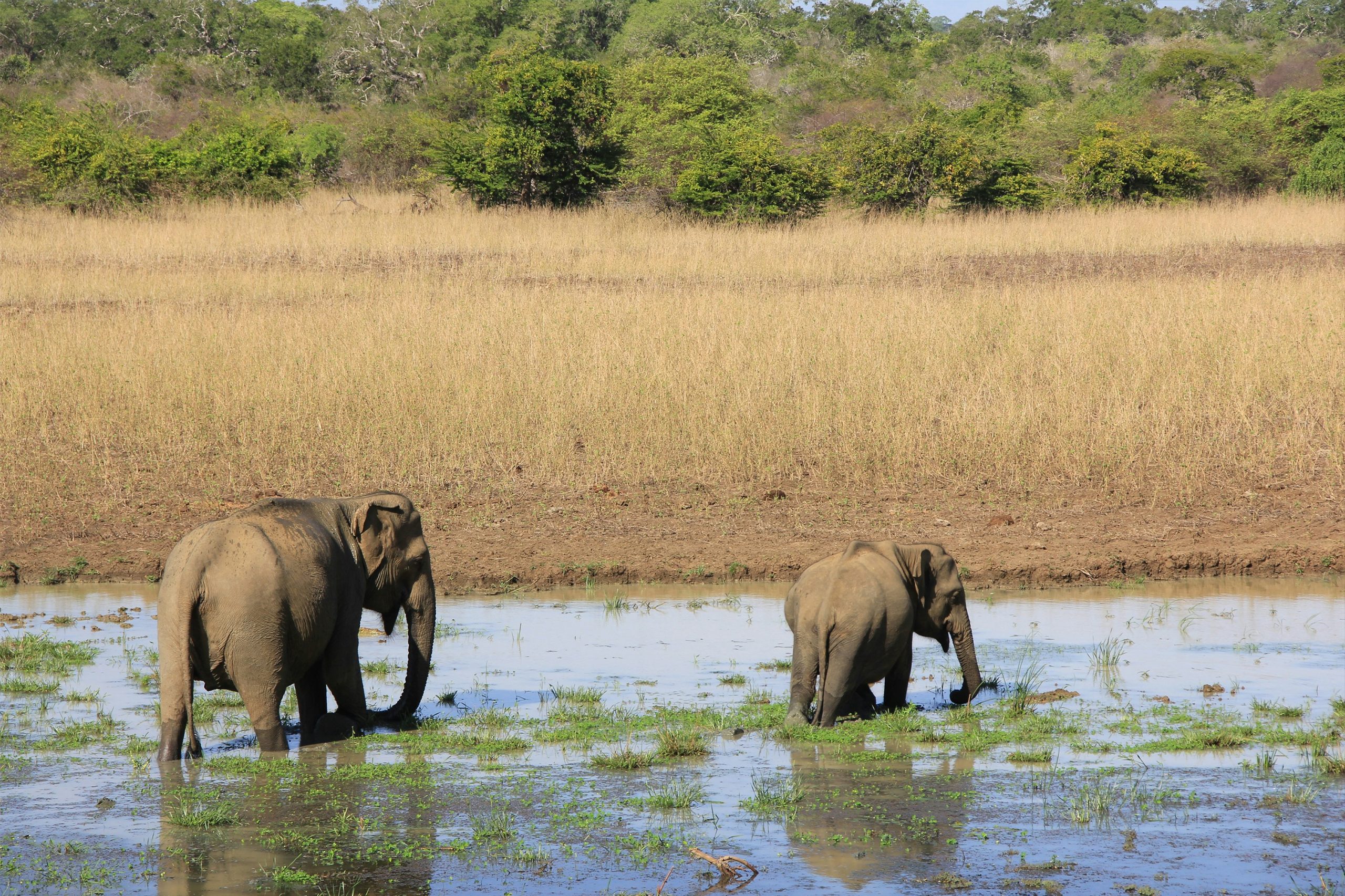 Elephants